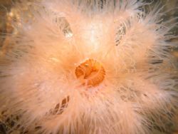 Plumose anemone taken in oosterschelde
Netherlands by Brocken Rudi 